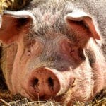 pig