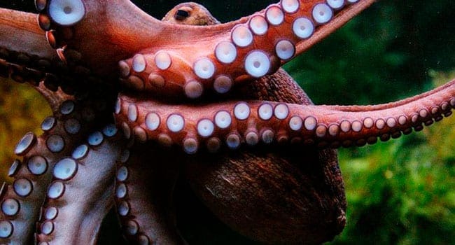 Octopus escape a reflection of the human spirit