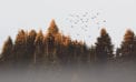 boreal forest pine trees birds Boreal forests offer refuge to plants, animals as climate changes