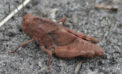 crickets and grasshoppers, sing, temperature Crickets, grasshoppers, songs and heatwaves