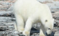 The polar bears were the showstoppers The polar bears were the showstoppers