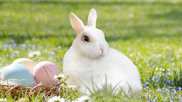 Not just a fluffy tale about the Easter Bunny