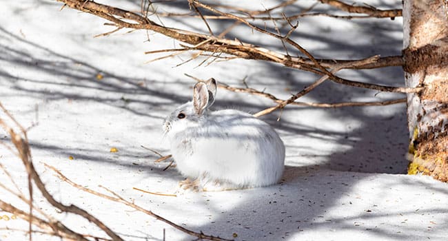 Less winter snow could spell disaster for snowshoe hares