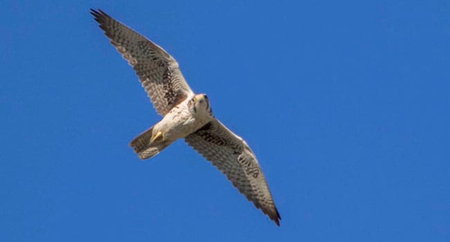 Research reveals new clues to hunting habits of elusive falcons