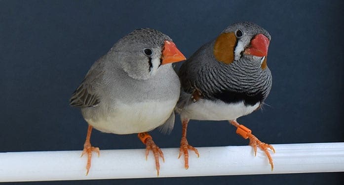 How zebra finches choose materials for their nests