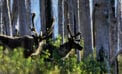 mountain caribou How changing boreal forests could affect caribou